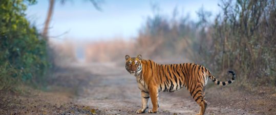 Rundresa & Tigersafari i Maharadjans land hero image