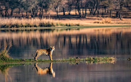 Bandhavgarh image